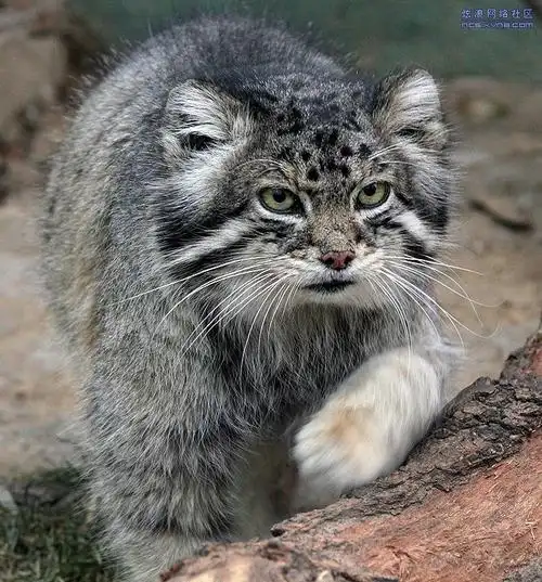 看看中国的猫科动物