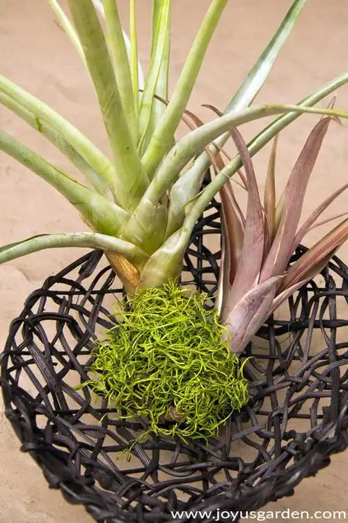 an easy home decor diy using air plants