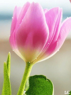 240_320竖版 竖屏gif 动态图 动图