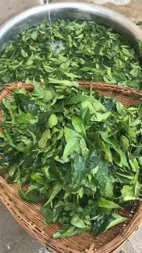 贵州余庆发酵野生小叶苦丁2019新茶特级袋泡200g茶新茶