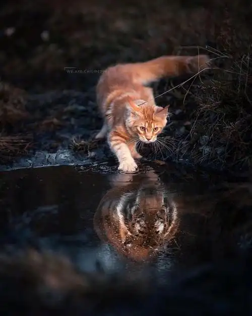 橘色缅因猫就是小老虎! 代一个.