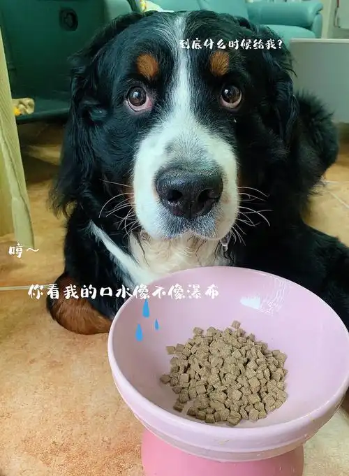 新发现了一款宝藏狗粮7815俺家狗子吃出99叫!