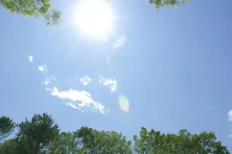 无人,横图,室外,白天,仰视,美景,树林,太阳,植物,阴影,光线,影子,景观