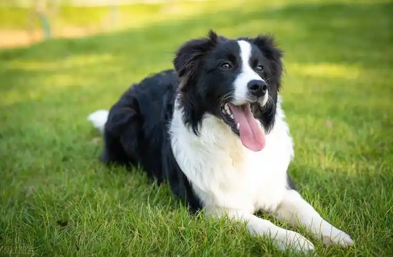 聪明的狗狗排行榜(10种最聪明的宠物狗犬种) 第10张
