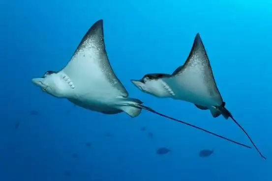 燕子鳐背部点缀着错落有致的圆点斑纹,游动的姿