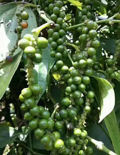 白白胖胖又香又辣的海南胡椒