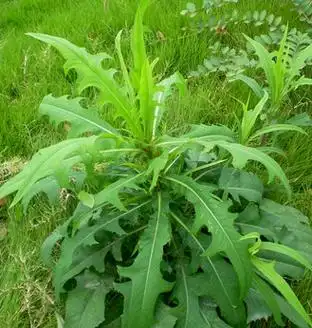 别名:野生菜,土莴苣,鸭子食,苦芥菜,苦菜,野莴苣,驴干粮,苦马菜,野