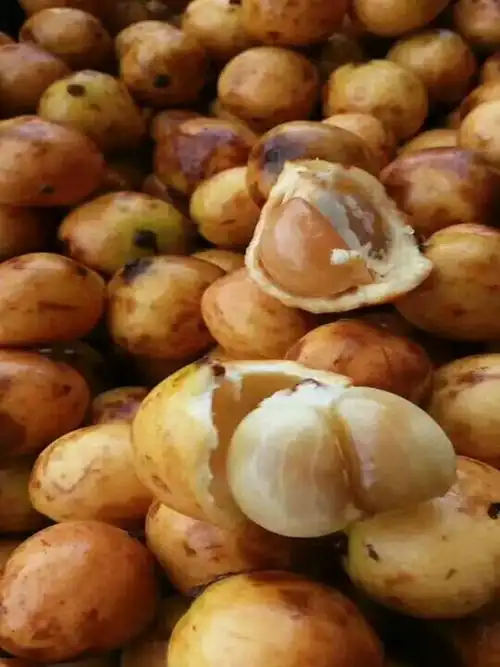 木奶果树苗纯甜木奶果苗改良品种嫁接苗南方种植当年结果树苗