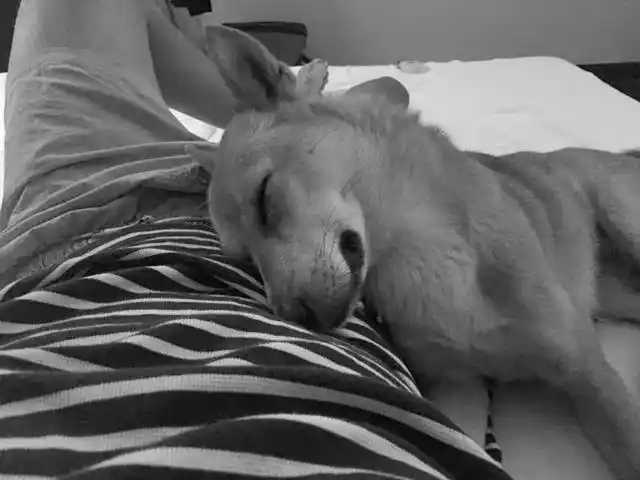 带狗去旅行 | 释迦摩尼的出生地-蓝毗尼