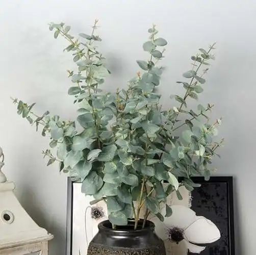 尤加利叶有什么作用?