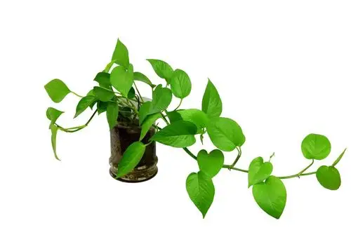 绿萝图片大全(绿萝图片大全图片 卡通)