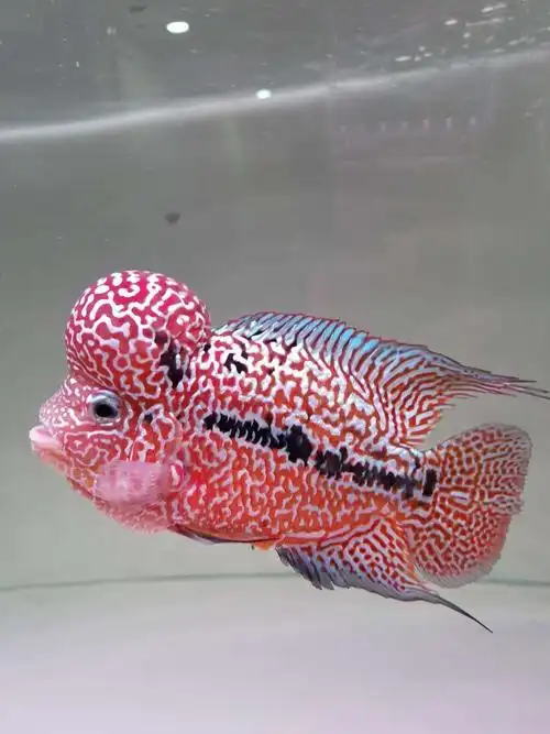 69 【"贼罗堂杯"罗汉鱼大赛】金花婆婆参赛组别: 金花组  鱼品种