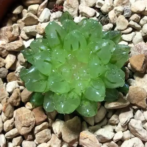 艾上多肉 樱水晶变异 樱变十二卷玉露多肉植物一物一拍满48包邮