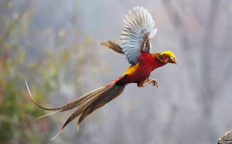 火凤凰——红腹锦鸡