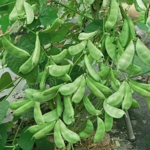 鼎牌扁豆,比传统扁豆提早100天左右上市!您想种吗?