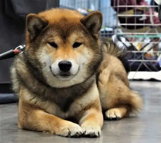 胡麻柴犬的特征