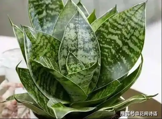 虎皮兰竟有这么多品种?每1种都别具一格,简单好养,你养过几种?