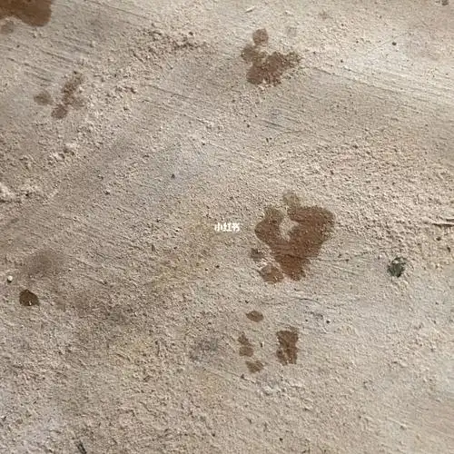 各位小仓鼠的脚印怎么那么可爱啊