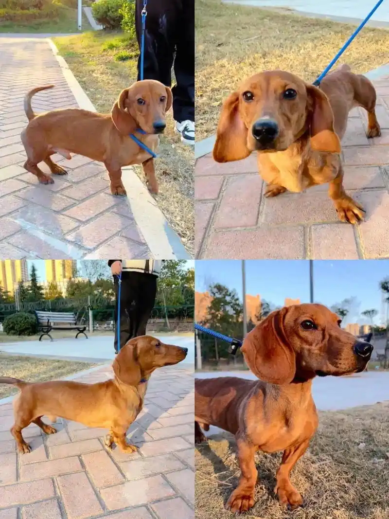 领养!这是一条领养帖.这是一条纯种的腊肠犬.狗狗本来是 - 抖音