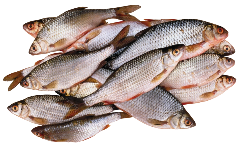 鱼类png透明背景素材图片 - 第11张