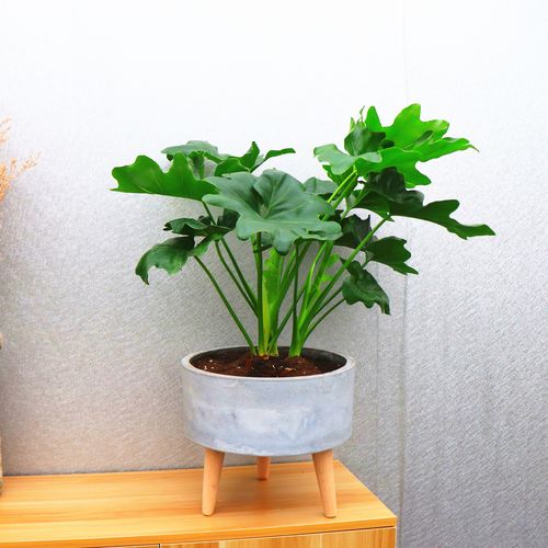 绿植植物somi北京北欧室内春雨盆栽水泥盆植绿植