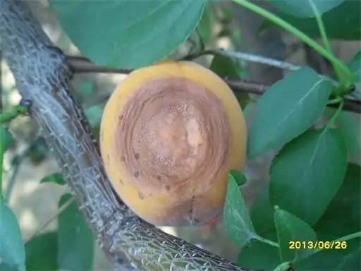 杏烂了,请问这是杏什么病害?