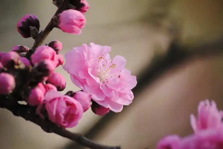 春天里的榆叶梅