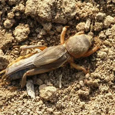 有时候会和蟋蟀一样发出"吱吱"的叫声有些粪堆里也有可能会有特别是耙