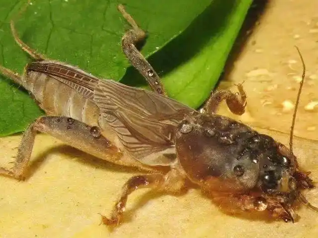 蝲蝲蛄是一种危害很大的昆虫,它以掘土为生,其学名叫蝼蛄