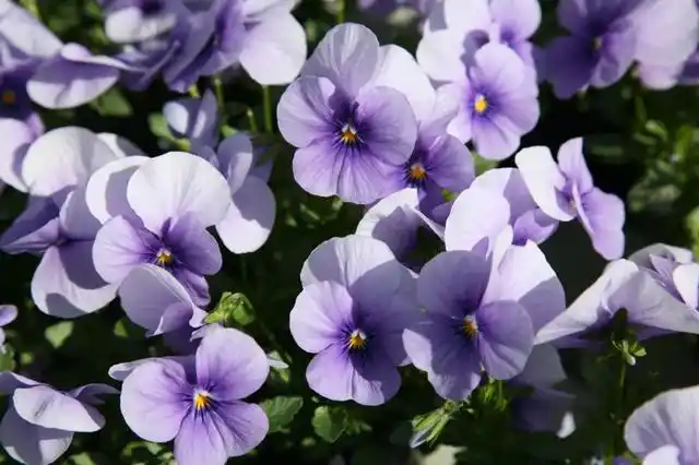 堇菜(堇菜花)-伯乐知识网