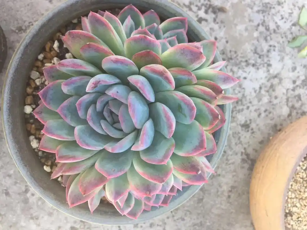 养了5年的莎莎女王939393#我的多肉花园 #让喜欢的事成 - 抖音