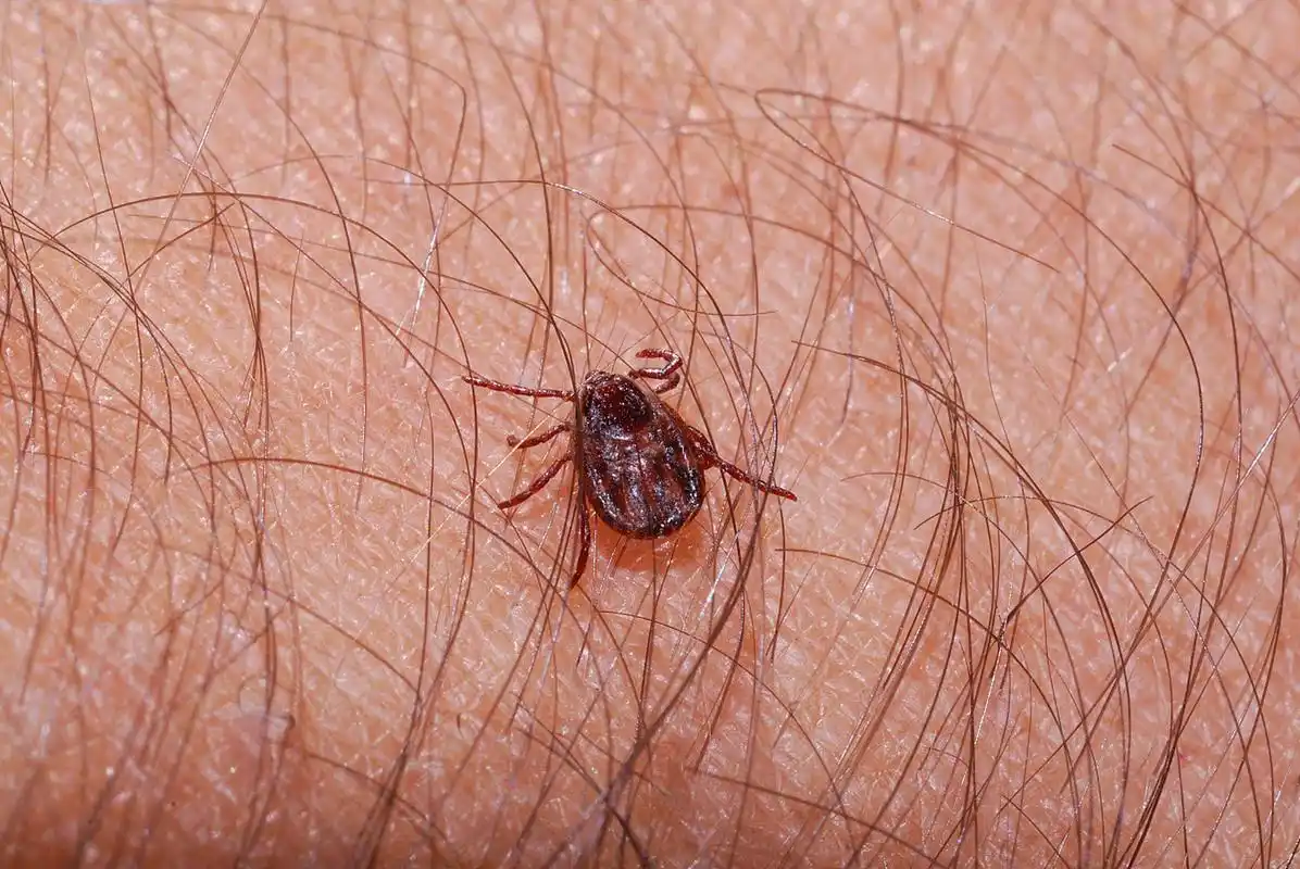 阴虱虫是一种寄生于人体毛发的寄生虫,在吸吮人血时,一般会排出有毒