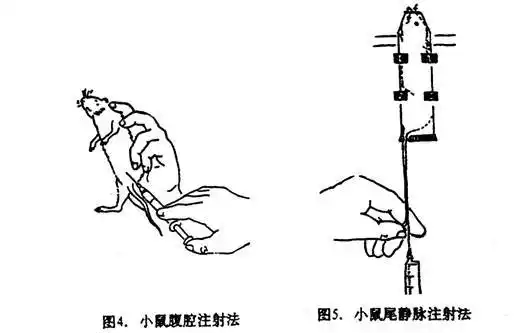 (5)尾静脉注射将小鼠置小鼠固定器内,使鼠尾部露在外边,用70%乙醇涂擦