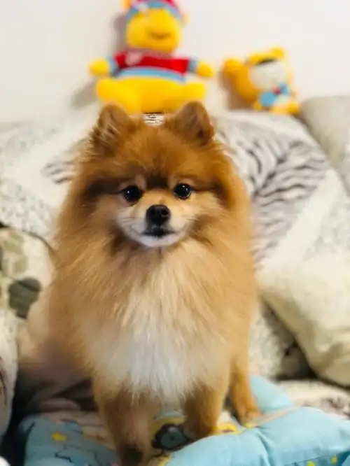 toy 爆毛小博美 生日 2016-09-16 品相挺纯的 性格古灵精怪 还挺鸡贼