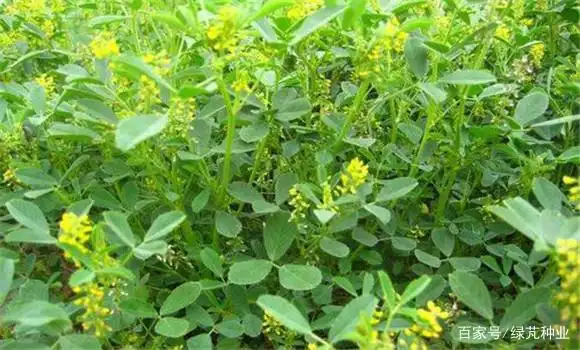 草木樨(黄花苜蓿)栽培技术