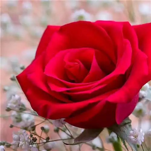 唯美鲜花头像 高清漂亮适合微信头像的花朵图片唯美_植物头像_头像屋