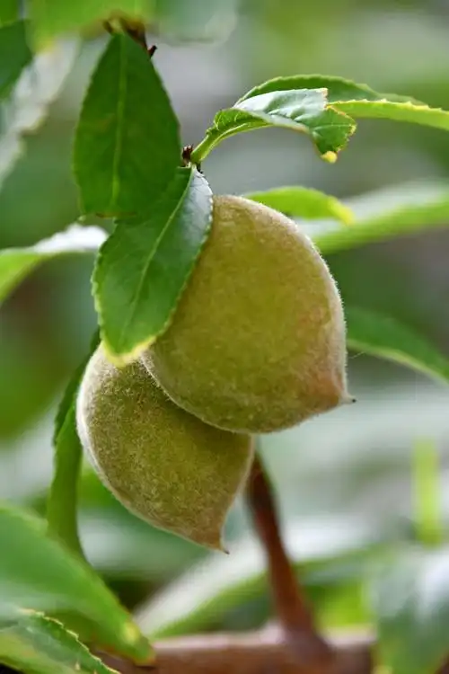 青毛桃,原创拍摄|毛桃|原创|拍摄_新浪新闻