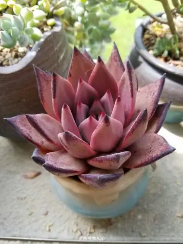 家有鲜肉                  罗密欧