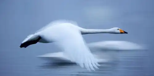 轻飞曼舞(慢门拍摄白天鹅)