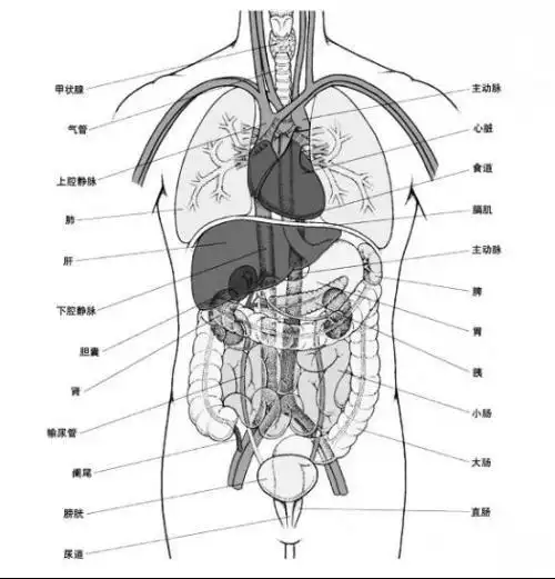 求一张人体胸腔或者心脏的医疗图我想了解自己的病是怎么回事情