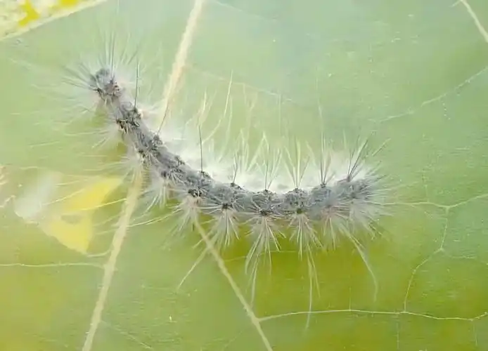 美国白蛾的危害与防治策略指南