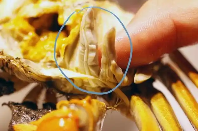 螃蟹好吃,但四个部位不能吃