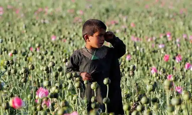 阿富汗儿童采收罂粟汁把毒品当早餐父母要从小培养