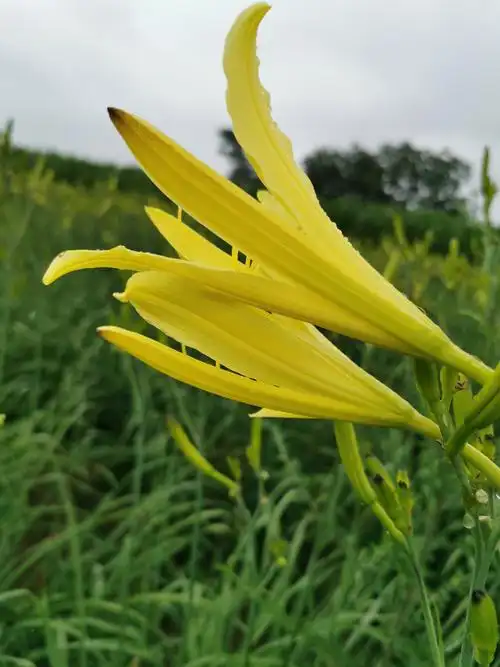 农产品——黄花菜