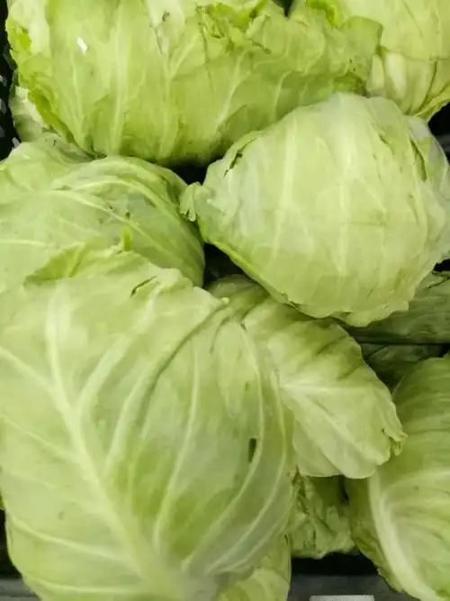 尖包菜0.99元一斤