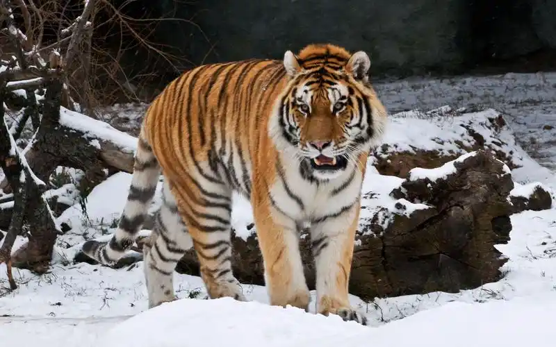 实拍一头巨大的东北虎比旁边的非洲雄狮足足高出30cm东北虎肩高不愧是