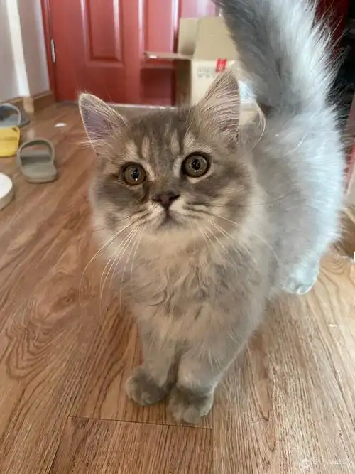 英短长毛猫白菜价出售