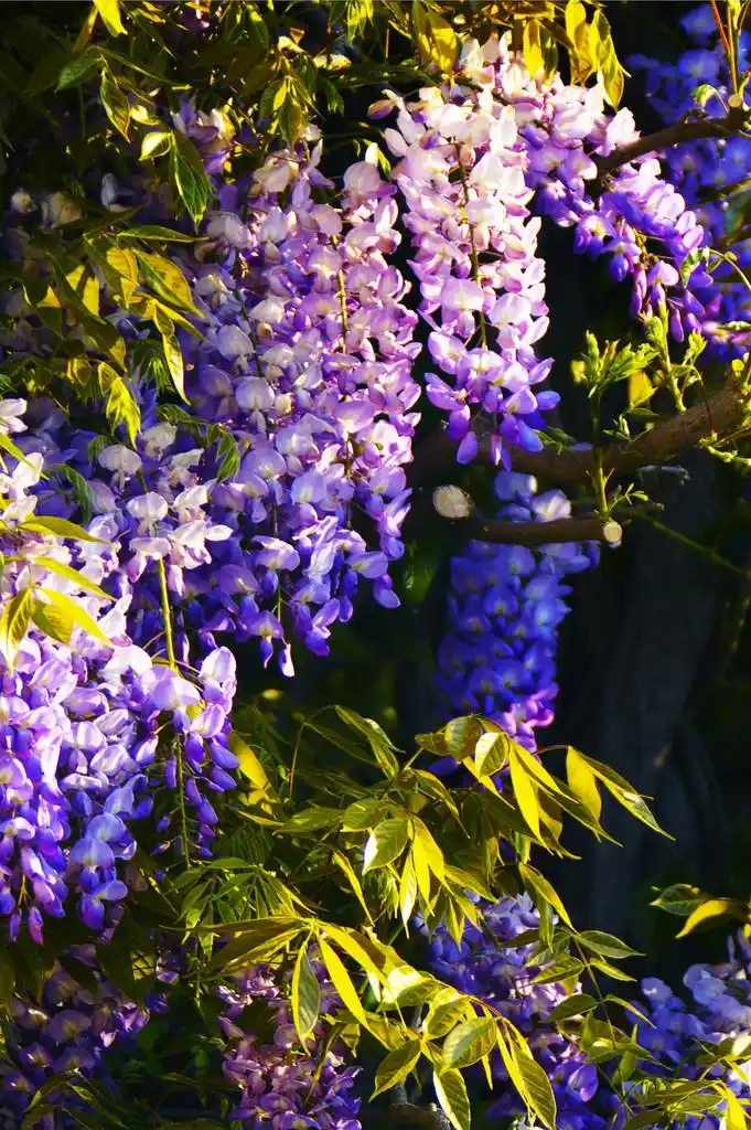 紫藤,紫罗兰和玫瑰的紫藤 closeu