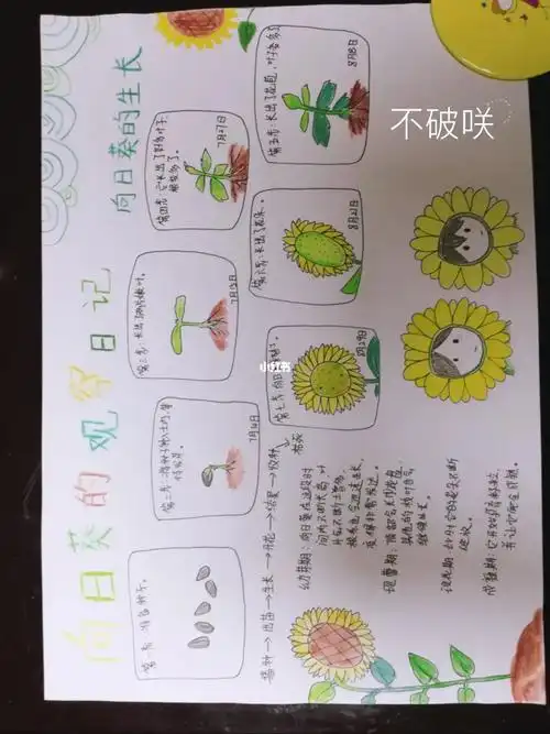 向日葵的观察日记向日葵的生长