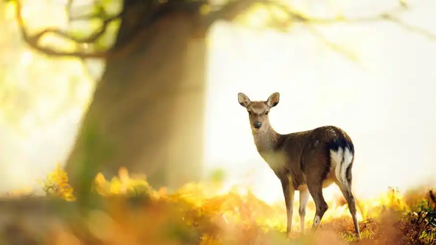 森林里的小鹿桌面壁纸第5张
